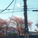 春が近づいてきました！！