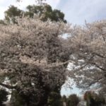 ご覧なられましたか～♪