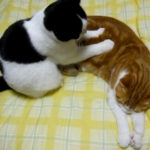 こんにちは！髪ファッション四季です！！~巣鴨店～