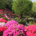 こんにちは!!髪ファッション四季です　～つつじ祭り編～